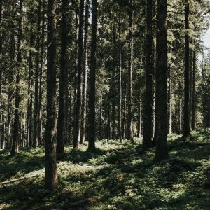 lindart_1200_032